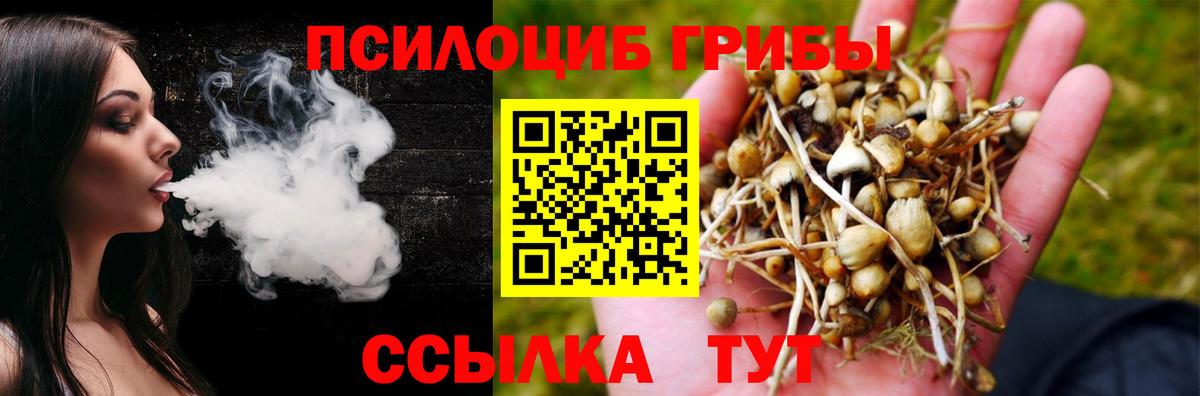 Галлюциногенные грибы Psilocybine cubensis Сыктывкар